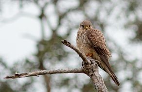 perched hawk in wildlife