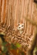 the kitten looks out of the fence
