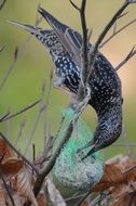 thrush bird on a tree branch