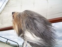 Portrait of dog's head