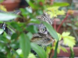 gray cat is hiding in the grass