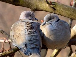 Doves on the tree