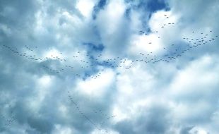 flock of geese in the sky in flight