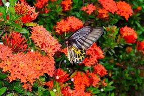 butterfly on a green bush with red flowers