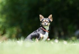 chihuahua sitting on green grass