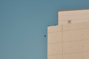a bird flies near the building
