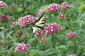 light butterfly on sweet william