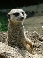 meerkat fears danger