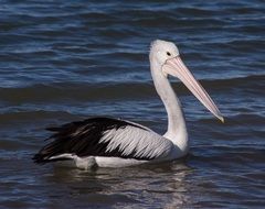 Picture of Swimming pelican bird