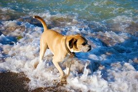 Dog on a ocean beach