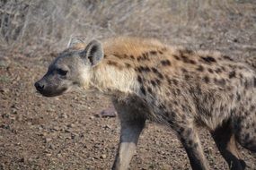 hyena in Kruger park