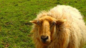 a sheep with soft wool