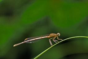 white-legged damselfly on the blade of grass