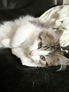 Beautiful, cute and colorful kitten lying on the side