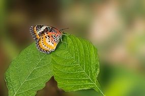 butterfly cethosia on a green leaf