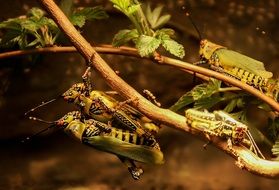 grasshoppers mating on a branch