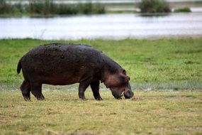 Hippo Amboseli