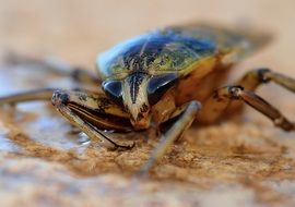 Macro photo of the cockroach
