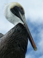 plumage of white-headed pelican