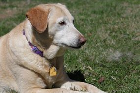 Golden Retriever purple rim