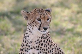 fast african cheetah