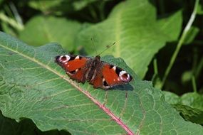 Spring Butterfly