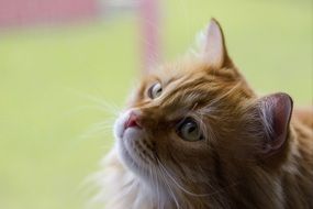 red fluffy kitten close up