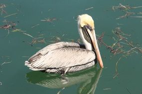 pelican is a water bird
