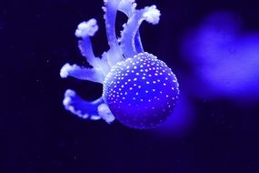 neon purple jellyfish