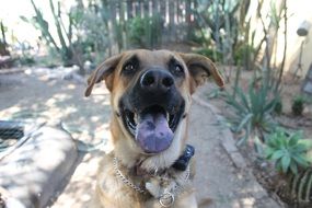 mongrel dog looking up outdoor