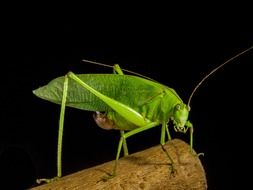green grasshopper on the black background