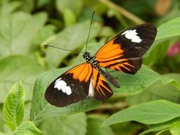 orange black butterfly with white spots