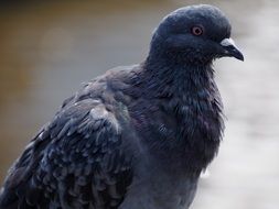 Pigeon in Australia