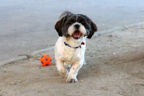 playful cute black and white dog and ball on a road