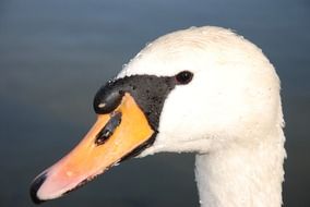gorgeous swan near lake closeup