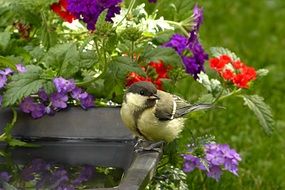great tit drinking water