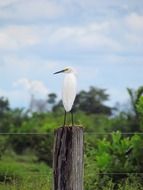white bird on a log