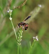 wasp on a green stem of a plant