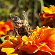 Bee Insect on Flower