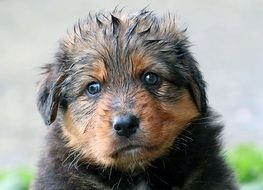 Cute sweet wet puppy