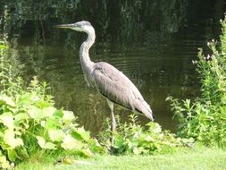 Heron on River coast