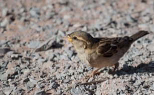 Bird standing on a ground