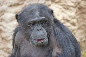 chimpanzees on the sand