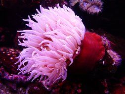 Sea Anemone or Actiniaria