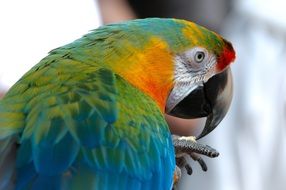 exotic macaw parrot