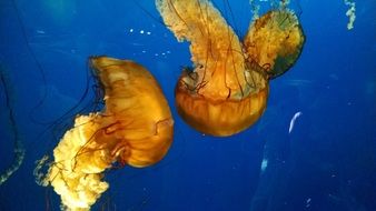 Orange jellyfishes are underwater