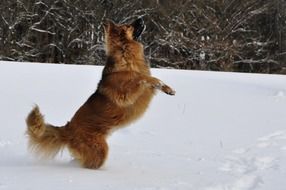 dog playing on the winter field