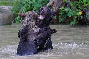 brown bears fighting in the water
