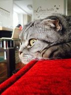 Scottishfold close up