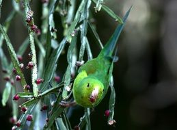 green parakeet in wildlife